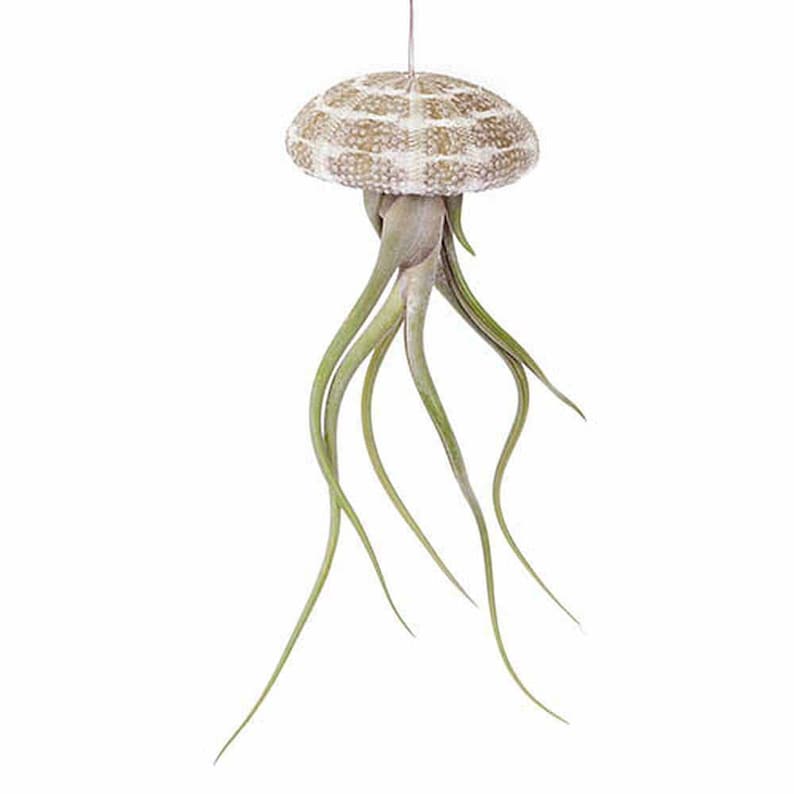 2 x méduses flottantes oursins lot de 2 y compris Tillandsia Living Air Plant Coquille suspendue avec airplant vivant cadeau de salle de bain maison image 5