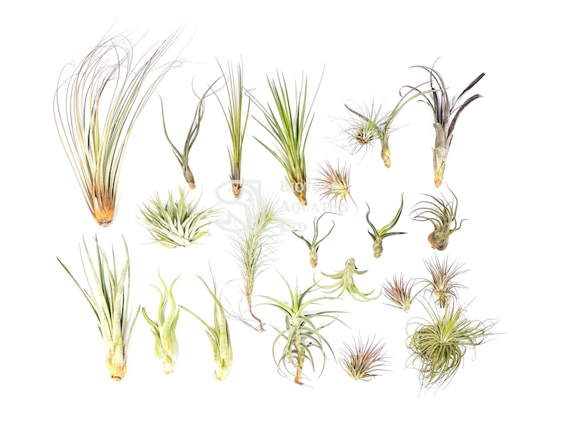 Tillandsia Air Mix - 20 Stx - 6 cm - Ø6 main image 1