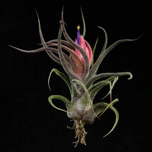 Tillandsia PRUINOSA air plant - airplant - easy care house decoration - use with artificial reindeer moss