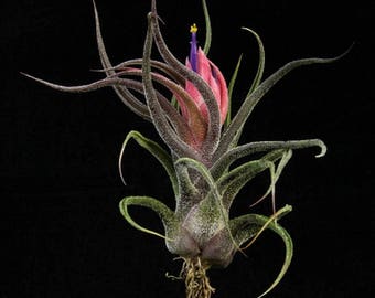 Op de afbeelding: Een roze en paarse luchtplant met lange, dunne, groene bladeren. De plant bloeit en heeft een gele kern.