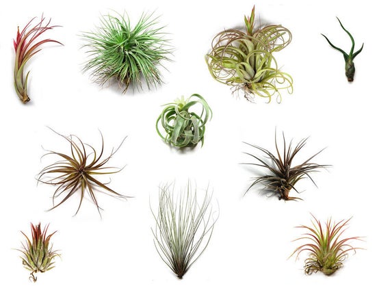 Ragnaroc Plantas De Aire Vivo Tillandsia Cyanea Floreciente, Gigantes