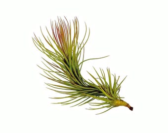 FUNKIANA air plant - RARE tillandsia - airplant - easy care house decoration - use with artificial reindeer moss