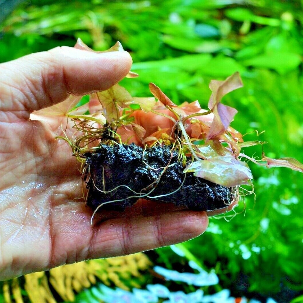 Nymphaea Red Lotus Aquarium Bulb Aquatic Water Lily For Tropical