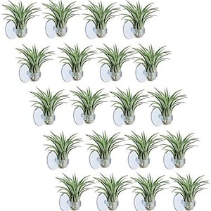 Luftpflanze in Halter mit Sauger - Hängen Sie Ihre Tillandsia in Fenster, Büro, Kühlschrankmagnet - Live Airplant