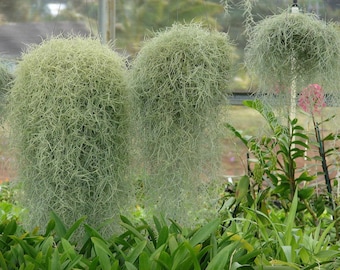 ハンギングエアプラント - スパニッシュモス - 各種サイズ - お手入れ