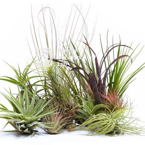 Air Plant - BEGINNERS COLLECTION 5 Plants - Starter Kit - Tillandsia live house decoration, No Soil - airplant easy care