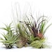 see more listings in the Air plant collections section