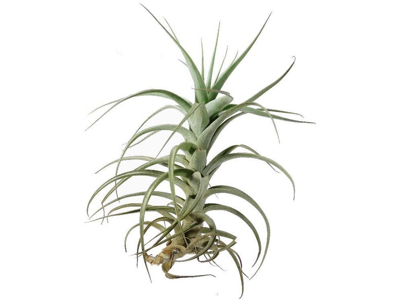 Tillandsia BERGERI RARE air plant blue violet flower airplant easy care house decoration use with artificial reindeer moss image 2