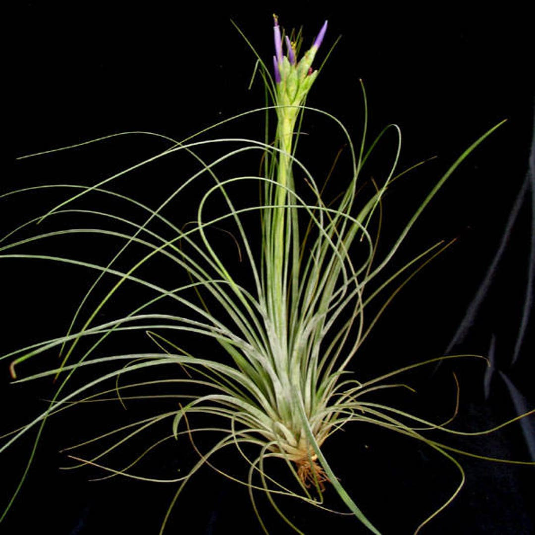 Large Tillandsia JUNCEA Air Plant - Airplant - Easy Care House Decoration -  Use With Artificial Reindeer Moss - Etsy Israel
