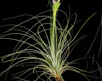 Grande pianta aerea Tillandsia JUNCEA - airplant - decorazione della casa di facile manutenzione - uso con muschio artificiale di renna