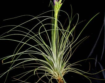 Tillandsia JUNCEA air plant - airplant - easy care house decoration - for reindeer moss or jellyfish