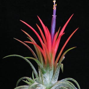 IONANTHA FUEGO air plant - red tillandsia - airplant - easy care house decoration - use with artificial reindeer moss