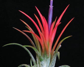 IONANTHA FUEGO pianta dell'aria - tillandsia rossa - airplant - decorazione della casa di facile cura - uso con muschio di renna artificiale