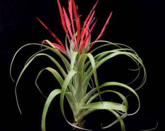 FLABELLETA RUBRA air plant - Pianta aerea di tillandsia rossa - decorazione della casa di facile manutenzione - uso con muschio di renna artificiale