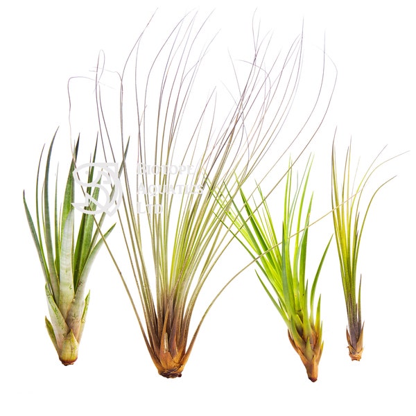 Air Plant - TALL & LONG SPECIES - Tillandsia live house decoration, No Soil - airplant easy care