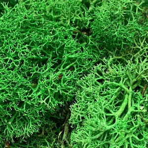 May include: A close-up of a bunch of preserved green moss. The moss is a light green color and has a delicate, feathery texture.
