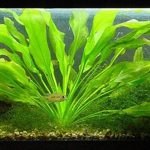 Aquarium Live Plants - Amazon Swords - Echinodorus Bleheri - Fish Tank Aquatic Water Plant Decoration
