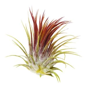 Ionantha air plant - red tillandsia - airplant - easy care house decoration - use with artificial reindeer moss