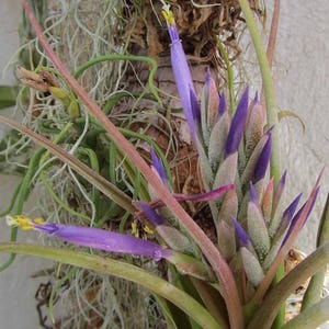 Tillandsia CIRCINNATA (PAUCIFOLIA) air plant - airplant - easy care house decoration - use with artificial reindeer moss
