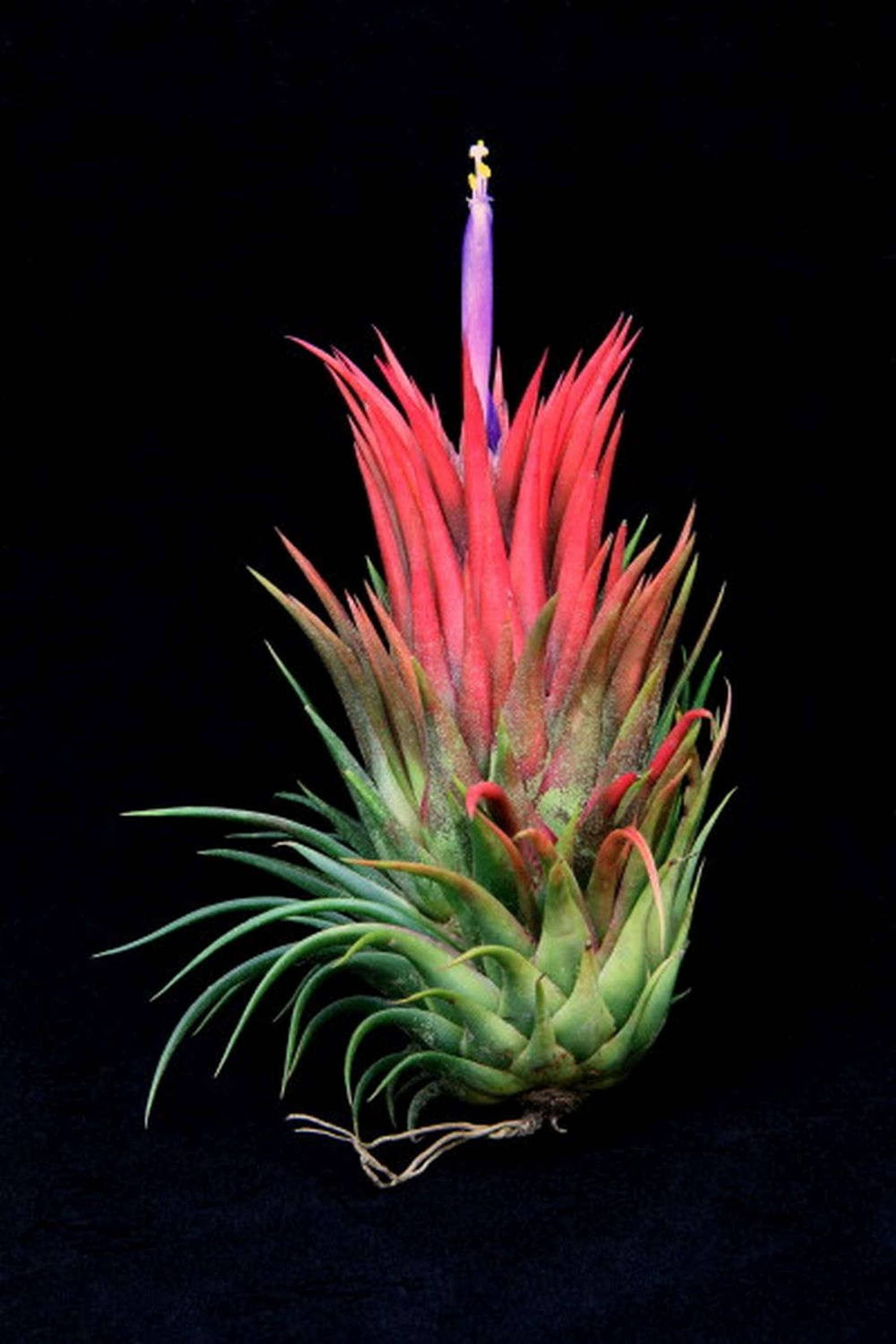 Soorten Van Tillandsia Van De Luchtinstallatie Stock Afbeelding - Image of vers, purper: 146688523