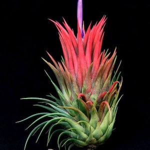 GROTE Ionantha Rubra luchtplant - rode tillandsia - luchtplant - onderhoudsvriendelijke huisdecoratie - te gebruiken met kunstmatig rendiermos