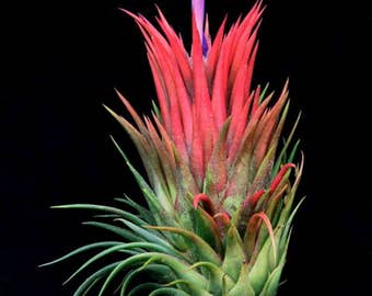 LARGE Ionantha Rubra air plant - red tillandsia - airplant - easy care house decoration - use with artificial reindeer moss