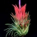 see more listings in the Air plants -loose plants section