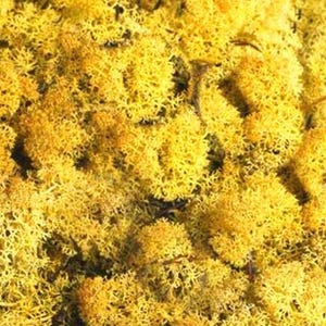 Artificial Moss | YELLOW SUN - preserved reindeer moss for air plants, tillandsia, floristry, hanging basket, airplant decoration