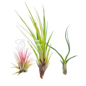 Air Plant - POPULAR BESTSELLER SPECIES - Tillandsia live house decoration, No Soil - airplant easy care