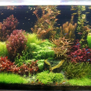 10 LIVE AQUARIUM PLANTS Tropical - loose rooted and stem plants - fish tank aquatic water plant - red pink green species