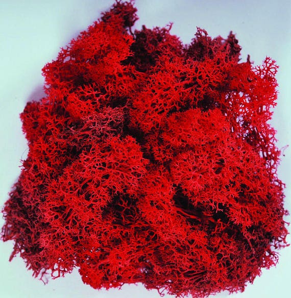 Artificial Moss RED Preserved Reindeer Moss for Air Plants, Tillandsia,  Floristry, Hanging Basket, Airplant Decoration 