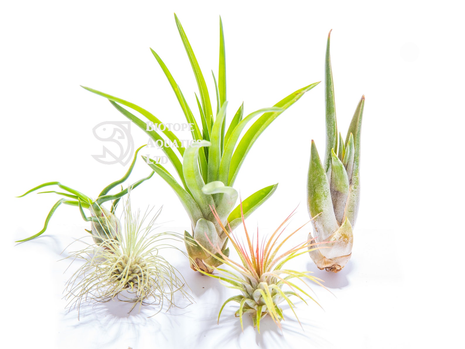 Tillandsia Mix - 5 Plants - Indoor Air Plant for House Vivarium Terrarium