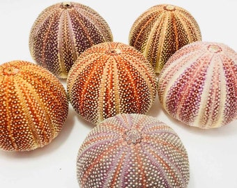 Extra Large Cornish Sea Urchin Shell (12cm) - Create Hanging Floating Jellyfish Airplant Tillandsia House Air Plant Ornament Orange Colour