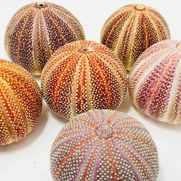 Extra Large Cornish Sea Urchin Shell (12cm) - Create Hanging Floating Jellyfish Airplant Tillandsia House Air Plant Ornament Orange Colour