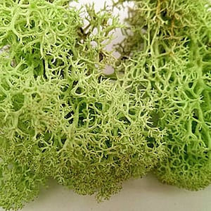 May include: A close-up of a bunch of light green preserved reindeer moss. The moss has a delicate, lacy texture and is perfect for adding a touch of nature to your home decor.