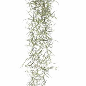Spanish Moss Starter Piece - Hanging airplant MINI - easy care house tillandsia - use with ionantha, melanocrater - Green Usneoides