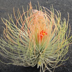 RARE Tillandsia ANDREANA Large - airplant - easy care house decoration - use with artificial reindeer moss