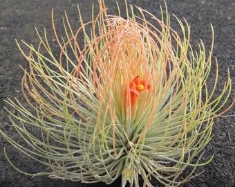 SELTENE Tillandsia ANDREANA Large - Luftpflanze - pflegeleichte Hausdekoration - Verwendung mit künstlichem Rentiermoos