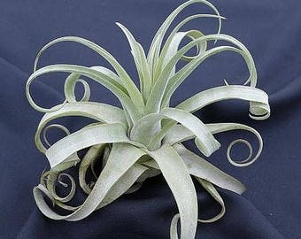 STREPTOPHYLLA air plant - RARE tillandsia - airplant - easy care house decoration - use with artificial reindeer moss