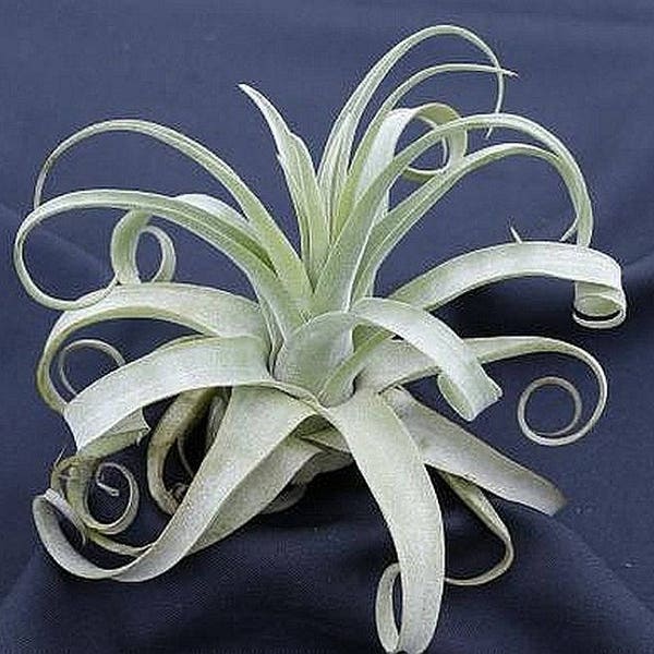 STREPTOPHYLLA air plant - RARE tillandsia - airplant - easy care house decoration - use with artificial reindeer moss