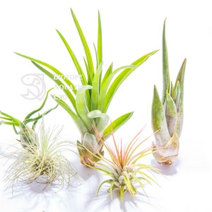 Air Plant - 5 MINI Plants - Small Species Tillandsia live house decoration, No Soil - airplant easy care