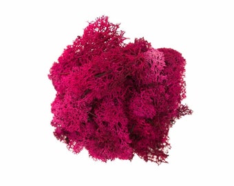 Artificial Moss | DARK PINK (ERICA) - preserved reindeer moss for air plants, tillandsia, floristry, hanging basket, airplant decoration