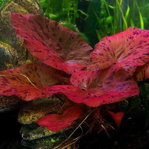 Nymphaea Red Lotus Aquarium Bulb - Aquatic Water Lily for Tropical Coldwater Fish Tank Aquarium