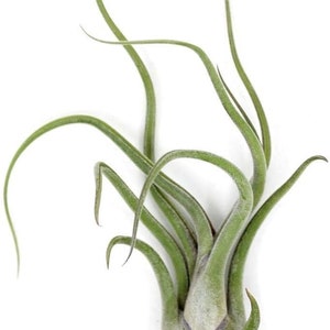 Large Tillandsia CAPUT MEDUSAE air plant - airplant - easy care house decoration - use with artificial reindeer moss