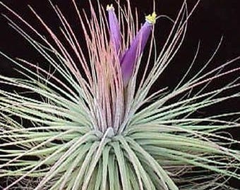 Tillandsia MAGNUSIANA air plant - airplant - easy care house decoration - use with artificial reindeer moss