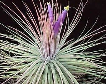 Grande Tillandsia MAGNUSIANA impianto d'aria - impianto di trasmissione - decorazione della casa di cura facile - utilizzare con muschio di renna artificiale