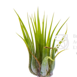 Air Plant - 1 x IONANTHA GREEN - easy care tillandsia - air plant for house, wedding gift