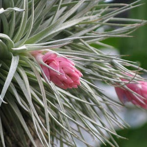 May include: A close-up of a pink air plant with long, thin, grey-green leaves. The plant has two pink blooms.
