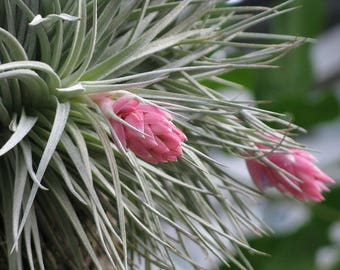 Tillandsia OAXACANA air plant - airplant - easy care house decoration - use with artificial reindeer moss