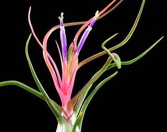 Large Tillandsia BULBOSA air plant - airplant - easy care house decoration - use with artificial reindeer moss